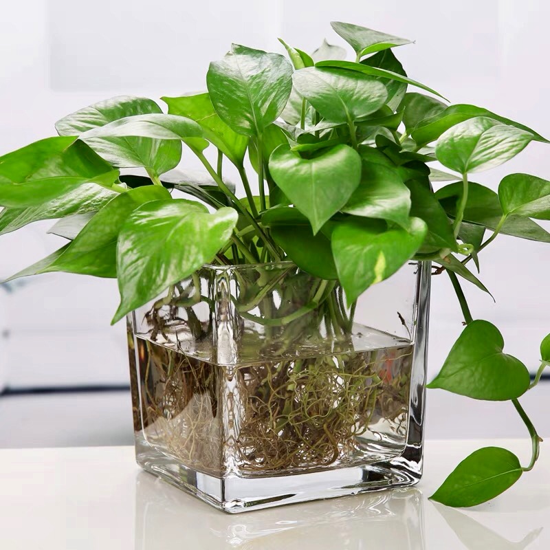 Hydroponic Money Plant Best For Air Cleaning