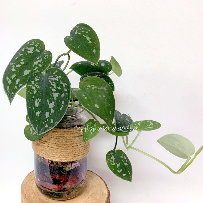 Scindapsus Plant Vase Arrangement
