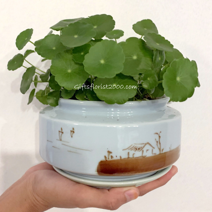 Feng Shui Aquatic Plant-Money Leaves