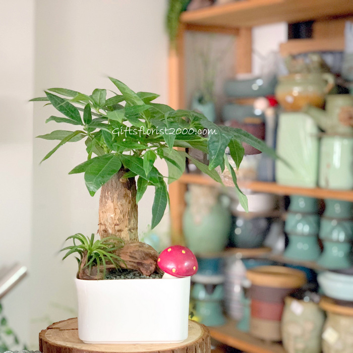 Weekly Special-Money Tree & Air Plant