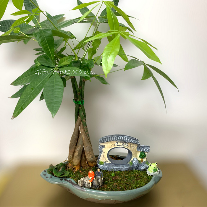 Bonsai-Lucky Plant Money Tree Pachira