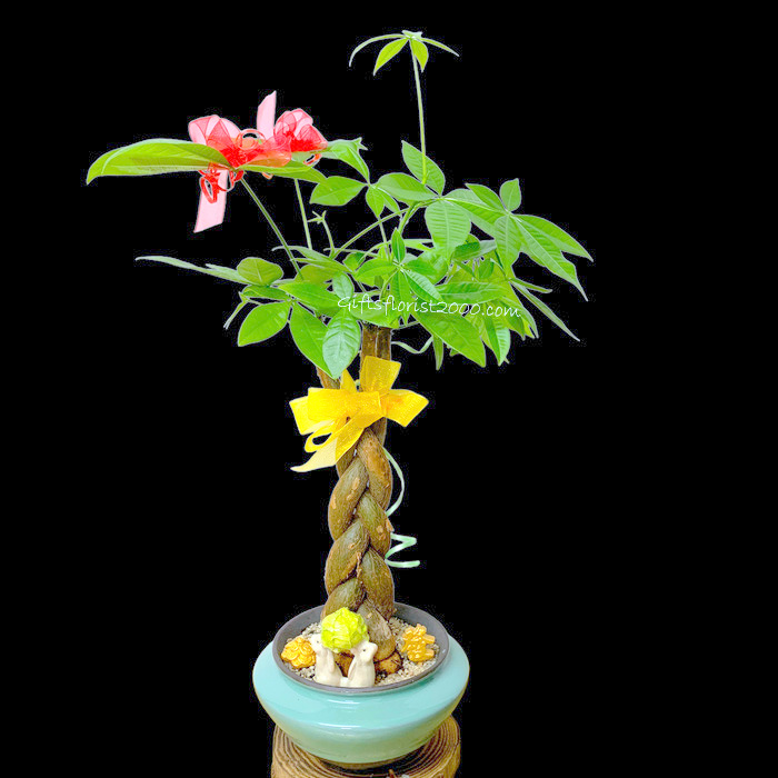 Bonsai-Lucky Pachira ??
