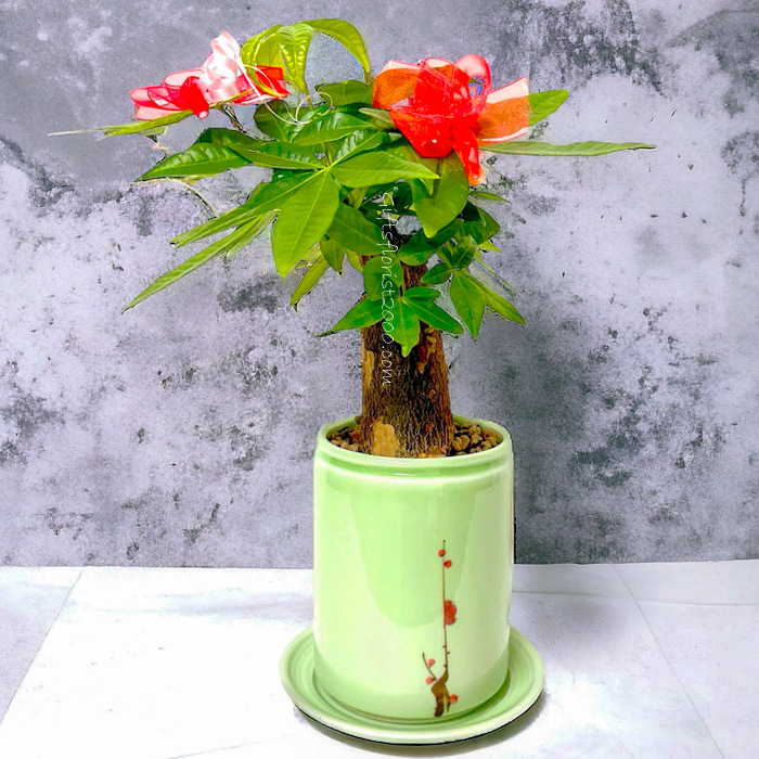 Bonsai-Money Plant  Pachira Green Pot