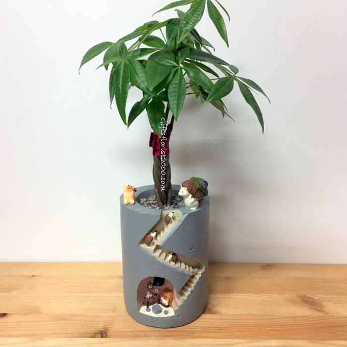 Lucky Money Plant In Unique Container