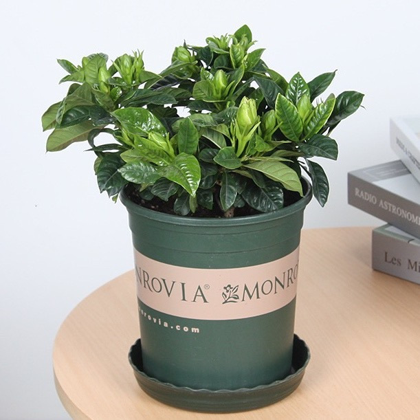 Fragrant Gardenia (??????