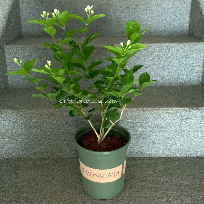 Potted Jasmine Flowering Plants