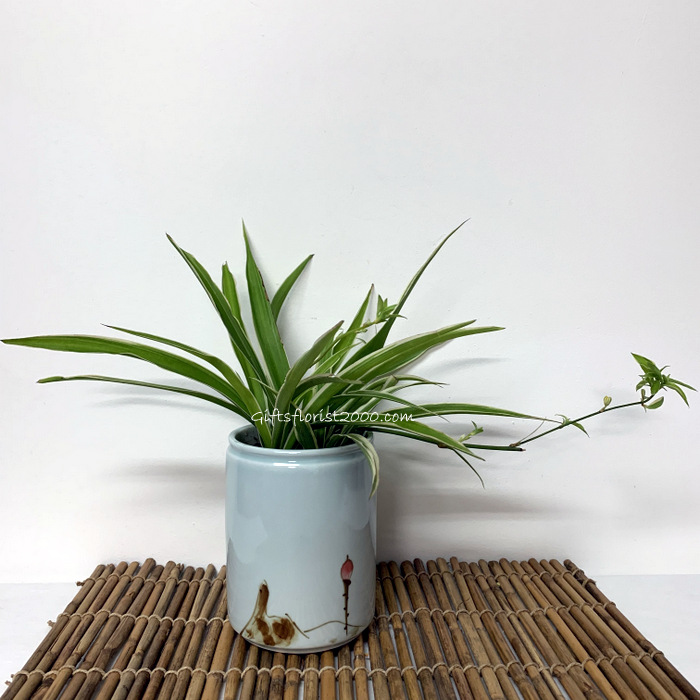 Spider Plant In Ceramic Pot