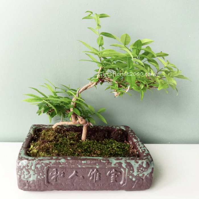 Bonsai-Bignoniaceae Shui Mei