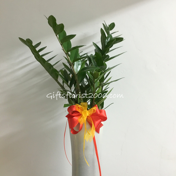 Good Lucky Money Plants Zamioculcas