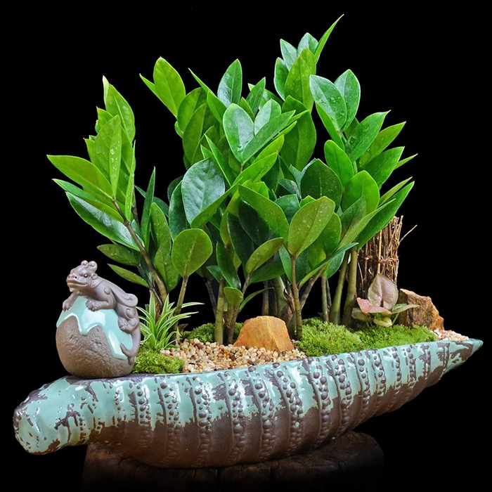 Bonsai Money Plant Zamioculcas