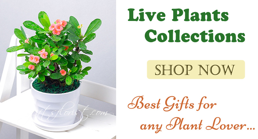 Live Plants Collections