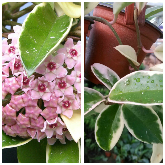 Succulent Collections: Hoya