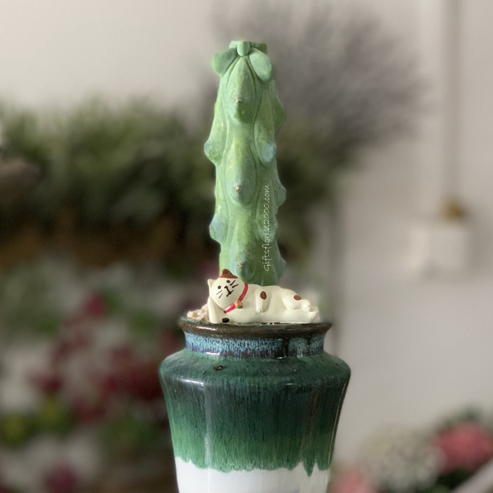 Succulent Collections: Totem Pole Cactus