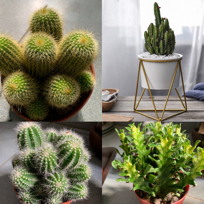 Succulent Collections: Cactus Classic White Pot