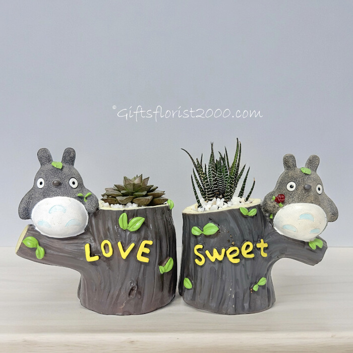 Succulent Collections: Love & Sweet