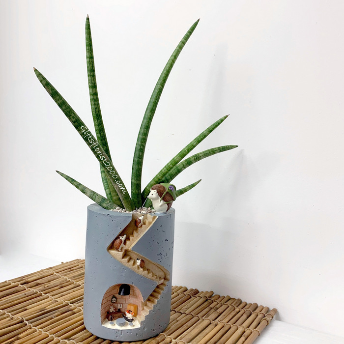 Succulent Collections: Sansevieria Hedgehog Pot