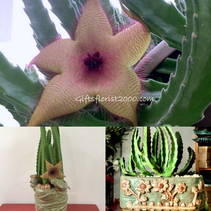 Succulent Collections: Starfish Cactus