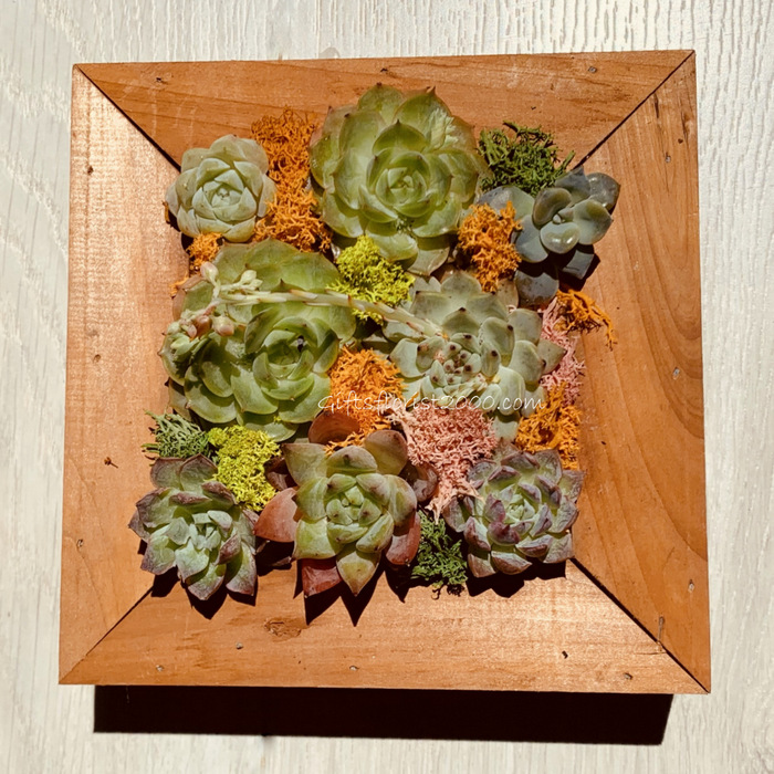 Succulent Collections: Framed Live Plants