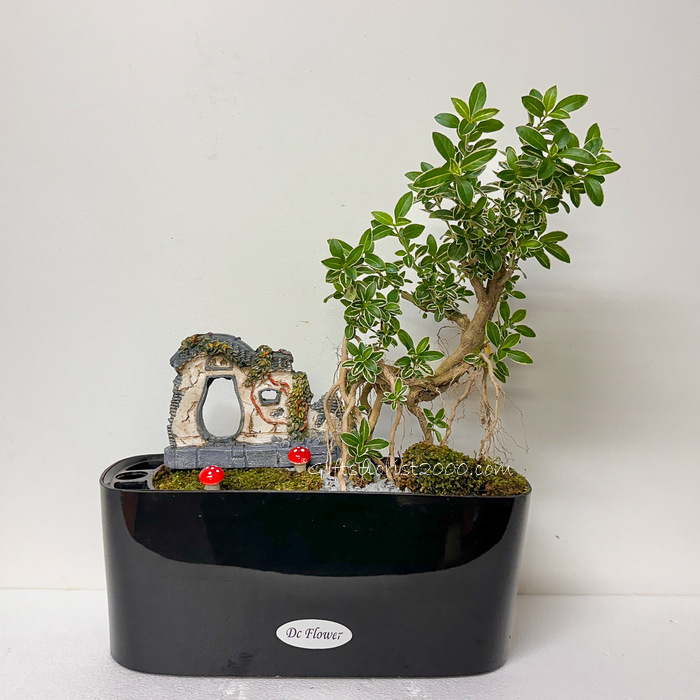 Bonsai Chinese Garden-MG43