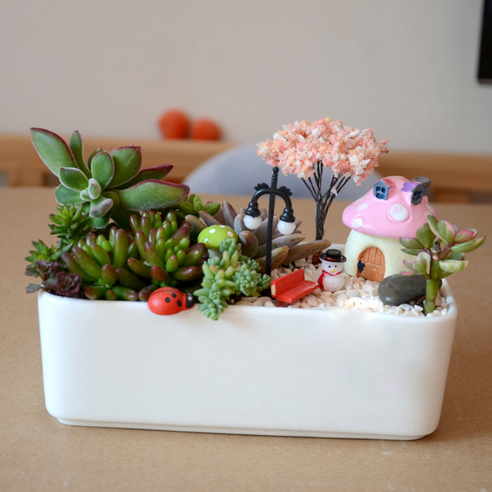 Christmas Gift-Miniature Garden Succulents