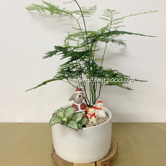 Christmas Plant Gifts-Asparagus Fern
